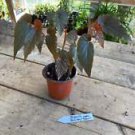 1 Live Plant - Begonia Cane Beningo and Lynda Dawn Pink Polka Dot - Home Plant Garden #smfm3