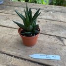1 Live Plant - Haworthia Mix Plant - Home Plant Garden #smfm3