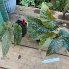 1 Live Plant - Begonia Cane Rain Dance Polka Dot - Home Plant Garden #smfm3