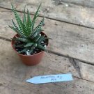 1 Live Plant - Haworthia or Zebra Plant - Home Plant Garden #smfm3