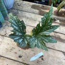 1 Live Plant - Begonia Cane Lana Polka Dot Plant - Home Plant Garden #smfm3