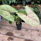 1 Live Plant - Syngonium or Arrowhead Plant Berry Allusion - Home Plant Garden #smfm3