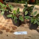 1 Live Plant - Peperomia Rosso - Home Plant Garden #smfm3
