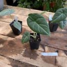 1 Live Plant - Alocasia or Elephant Ear Maharani - Home Plant Garden #smfm3