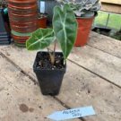 1 Live Plant - Alocasia or Elephant Ear Polly - Home Plant Garden #smfm3