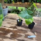 1 Live Plant - Alocasia or Elephant Ear Borneo Giant - Home Plant Garden #smfm3