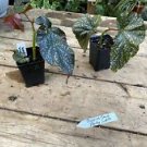 1 Live Plant - Begonia Cane Party Lights Polka Dot Begonia - Home Plant Garden #smfm3