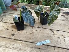 1 Live Plant - Begonia Cane Party Lights Polka Dot Begonia - Home Plant Garden #smfm3