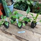 1 Live Plant - Homalomena Emerald Gem Plant - Home Plant Garden #smfm3