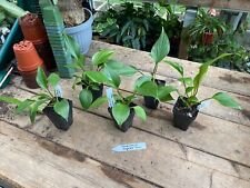 1 Live Plant - Homalomena Emerald Gem Plant - Home Plant Garden #smfm3