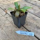 1 Live Plant - Pitcher Plant or Carnivorous Nepenthes Lady Luck - Home Plant Garden #smfm3