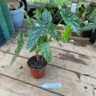 1 Live Plant - Begonia Cane Polka Dot - Home Plant Garden #smfm3