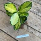 1 Live Plant - Hoya Australis Lisa - Home Plant Garden #smfm3