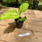 1 Live Plant - Homalomena Selby - Home Plant Garden #smfm3