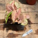 1 Live Plant - Syngonium or Arrowhead Plant Neon Robusta - Home Plant Garden #smfm3