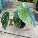 1 Live Plant - Begonia Cane Harmony's Angel Song Polka Dot - Home Plant Garden #smfm3
