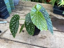 1 Live Plant - Begonia Cane Harmony's Angel Song Polka Dot - Home Plant Garden #smfm3