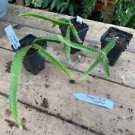 1 Live Plant - Dragon Fruit Yellow - Home Plant Garden #smfm3