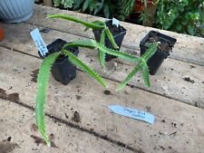 1 Live Plant - Dragon Fruit Yellow - Home Plant Garden #smfm3