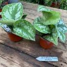 1 Live Plant - Scindapsus Pictus Exotica/Silvery Splash - Home Plant Garden #smfm3