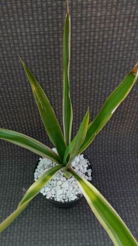 Yucca 'Eclipse' Variegated Tree Plant - Home Plant Garden Indoor ...