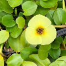 Yellow Water Poppy Plant, Hydrocleys Nymphoides Very Beautiful Garden Home, 1pcs
