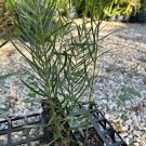 Plant Garden Acacia floribunda GOSSAMER WATTLE Garden Home Live Plant