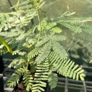 Plant Garden Acacia dealbata SILVER WATTLE Garden Home Live Plant