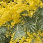 Plant Garden Acacia dealbata SILVER WATTLE Garden Home Live Plant