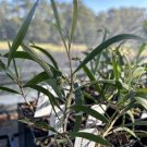 Plant Garden Acacia acuminata broad phyllodes RASPBERY JAM WATTLE Garden Home Live Plant