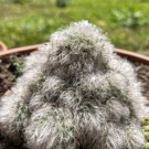 Plant Garden Mammillaria sp. PINCUSHOIN CACTUS Bare-Rooted Succulent Garden Home Live Plant