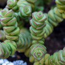 Plant Garden Crassula perforata STRING OF BUTTONS Bare-Rooted Succulent Garden Home Live Plant