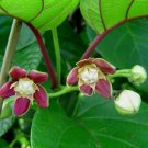 Plant Garden Mondia whitei WHITE'S GINGER Garden Home Live Plant