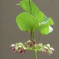 Plant Garden Mondia whitei WHITE'S GINGER Garden Home Live Plant