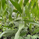 Plant Garden Acacia longifolia SYDNEY GOLDEN WATTLE Garden Home Live Plant