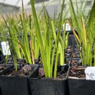 Plant Garden Acorus gramineus JAPANESE SWEET FLAG Garden Home Live Plant
