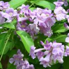 Plant Garden Mansoa alliacea GARLIC VINE Garden Home Live Plant