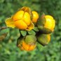 Plant Garden Celastrus paniculatus INTELLECT TREE Garden Home Live Plant