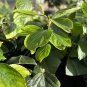 Plant Garden Celastrus paniculatus INTELLECT TREE Garden Home Live Plant