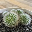 Plant Garden Rebutia sp. CROWN CACTUS Bare-Rooted Garden Home Live Plant