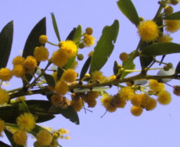 Plant Garden Acacia complanata FLAT-STEMMED WATTLE Garden Home Live Plant