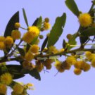 Plant Garden Acacia complanata FLAT-STEMMED WATTLE Garden Home Live Plant