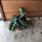 Live Plant Home Garden Black Maranta Prayer Plant Garden Home Live Plant