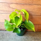 Live Plant Home Garden Goldilocks Potho - Neon Epipremnum Plant Garden Home Live Plant lpau