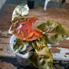 Syngonium Arrowhead Podophyllum Collectable Red Heart Live Plant Garden Home Live Plant lpau