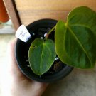 Live Plant Home Anthurium Hoffmannii X Forgetii Live Plant Garden Home Live Plant lpau