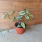 Live Plant Home Tradescantia Zebrina Quad Colour Live Plant Garden Home Live Plant lpau