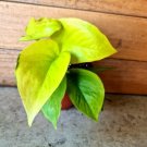 Live Plant Home Goldilocks Potho Neon Epipremnum Live Plant Garden Home Live Plant lpau