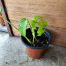 Live Plant Home Rhaphidophora Tetrasperma Mini Monstera Live Plant Garden Home Live Plant lpau