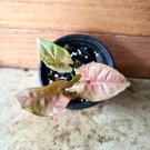 Live Plant Home Syngonium Pink Neon Seedling Heart shaped arrowhead Live Plant Garden lpau